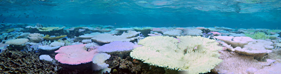 沖縄県石垣市（石西礁湖）白化直後の浅瀬のサンゴ群集の写真