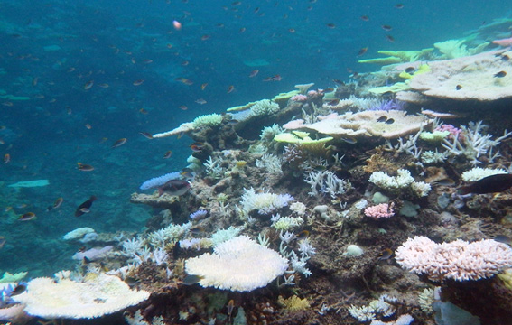 沖縄県石垣市（石西礁湖）白化直後の礁斜面部のサンゴ群集の写真