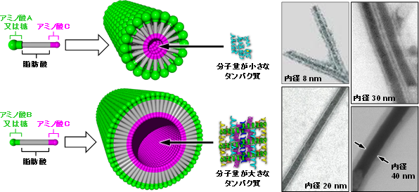 内径サイズが異なるナノカプセルの構造（左）と透過型電子顕微鏡像（右）の図