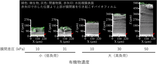 共焦点反射顕微鏡法により可視化された膜を閉塞する物質と微生物の図