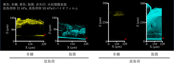 膜閉塞の原因となるバイオフィルム中の細胞由来高分子の図