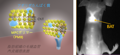 PMBでコーティングしたSWCNTの褐色脂肪組織への沈着の模式図（左）と肩甲骨間の褐色脂肪組織（BAT）を造影したマウスの写真