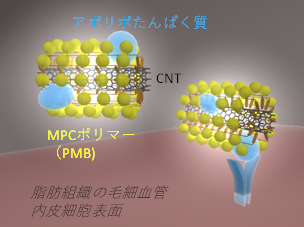 PMB-SWCNTの褐色脂肪組織への沈着の模式図