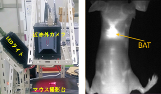 ウス撮影装置（左）とPMB-SWCNTを投与後3時間のマウスの近赤外蛍光イメージング像（右）の図