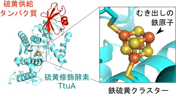 硫黄修飾酵素TtuAと硫黄供給タンパク質、鉄硫黄クラスターの複合体の構造モデル図とTtuA活性部位中の鉄硫黄クラスターの拡大図