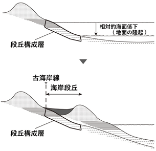 堆積性の海岸段丘のできかたの図