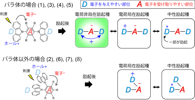 過渡吸収分光法によって観測された(1)～(8)の分子の励起種の図