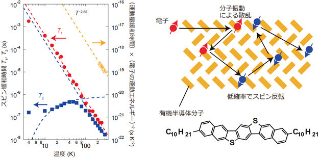 電子電荷とスピンの緩和時間の温度依存性（左）と実証されたElliott-Yafet機構の模式図と高移動度有機半導体分子の化学構造（右）の図