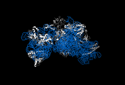 リボソームの30Sサブユニットの立体構造の図
