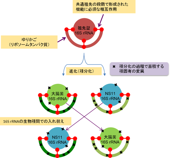 リボソーム進化のゆりかご(Cradle)モデルの図