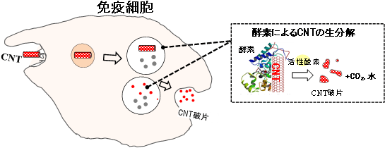 免疫細胞内でのCNT生分解概念図