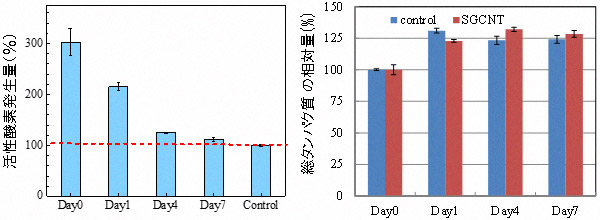 コントロ-ル(control) 細胞（CNTの添加なし）に比べ、SGCNTを取り込んだ免疫細胞内の活性酸素の発生量（左）と細胞の総タンパク質の量（右）の経時変化の図
