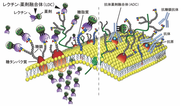細胞表面の模式図とLDCの作用の図