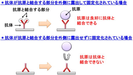 抗体の配向の説明図