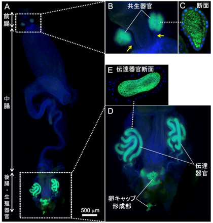 アオカメノコハムシの共生器官と共生細菌の局在の図