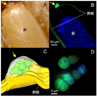 アオカメノコハムシの卵での共生細菌の局在の図