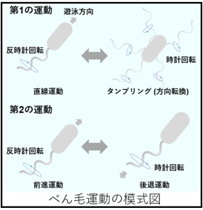 べん毛運動の模式図