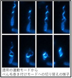 通常の連動モードからべん毛巻き付けモードへの切り替えの様子の図