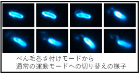 べん毛巻き付けモードから通常の運動モードへの切り替えの様子の図