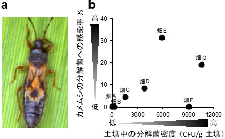 サトウキビ畑における、土壌中の殺虫剤分解菌密度と害虫への感染率の図