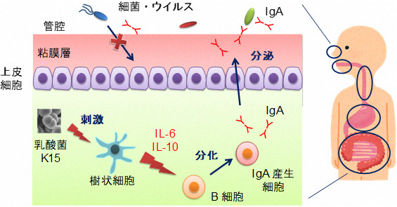 乳酸菌K15のヒト細胞におけるIgA産生増強メカニズムを解明の概要図