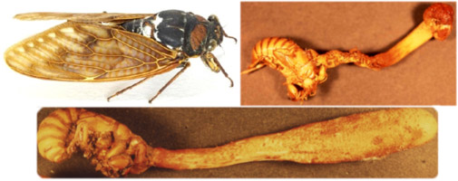 アブラゼミの成虫と冬虫夏草に寄生されたオオセミタケとセミタケ