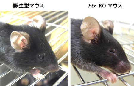 図1KOマウスと野生型の比較写真
