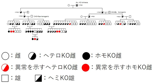 図2眼の異常の遺伝パターン（家系図）