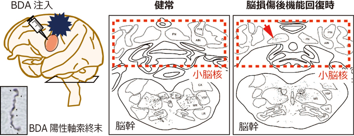 図1