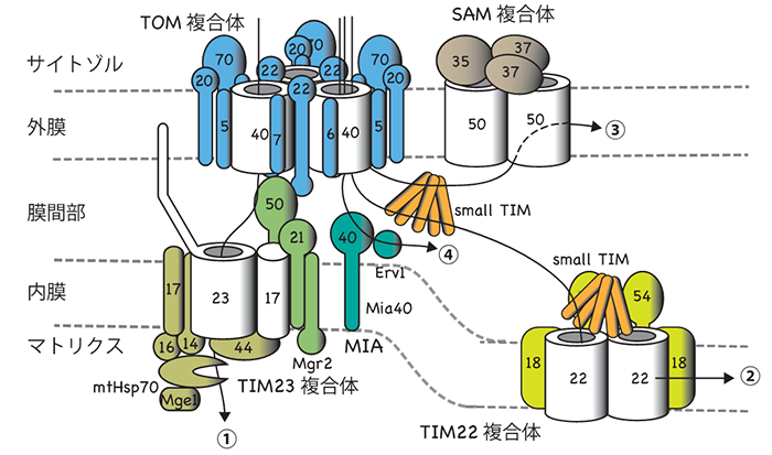 ミトコンドリアへのタンパク質搬入口TOM複合体の精密構造と働く仕組みを解明