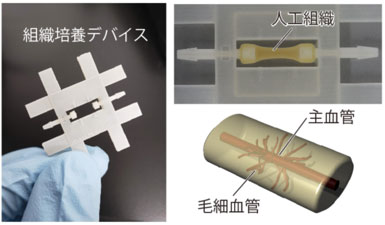 生命工学領域の最近の研究成果の概要図