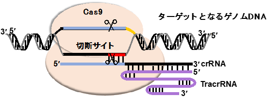 概要図