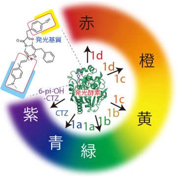 産総研 全可視光領域で発色する虹色発光標識のポートフォリオを開発