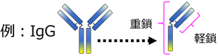 重鎖、軽鎖（κ鎖、λ鎖）説明図