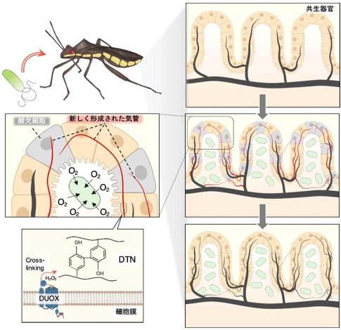 産総研 昆虫の呼吸器官形成に関わる新しいメカニズムを解明