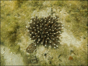 コユビミドリイシサンゴの写真