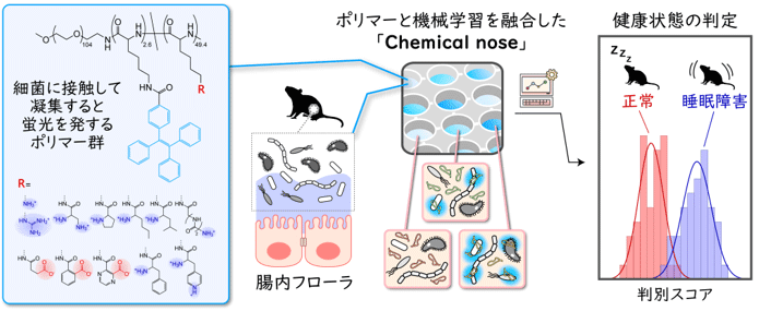 開発したchemical noseセンサーによるマウスの腸内フローラ分析