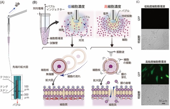 研究成果の概略図