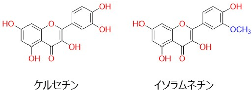 イソラムネチン説明図