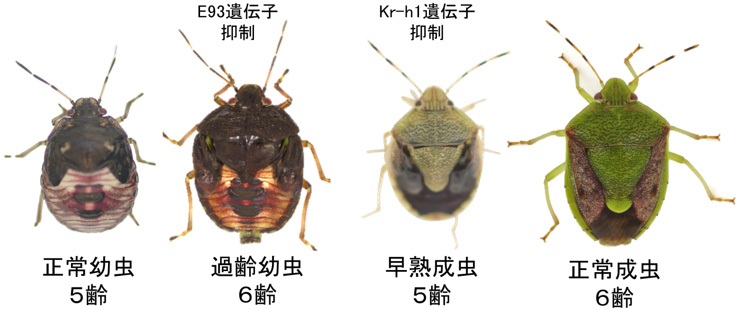 概要図