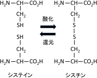 ジスルフィド結合説明図