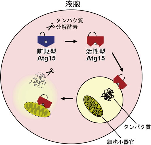 概要図