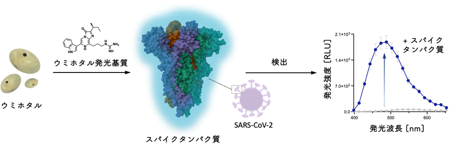 SARS-CoV-2のスパイクタンパク質自身の酵素的機能を利用した検出