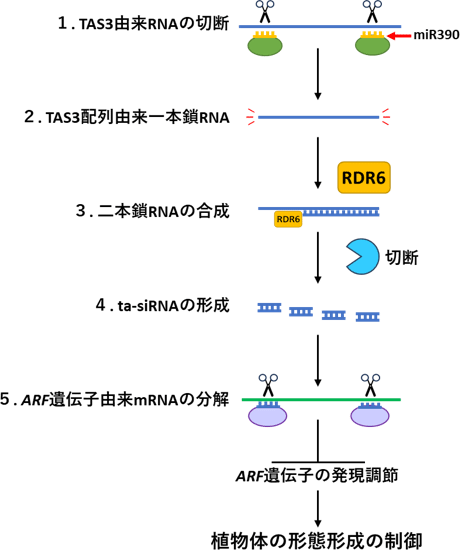 図1