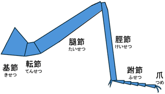 脛節（けいせつ）解説図