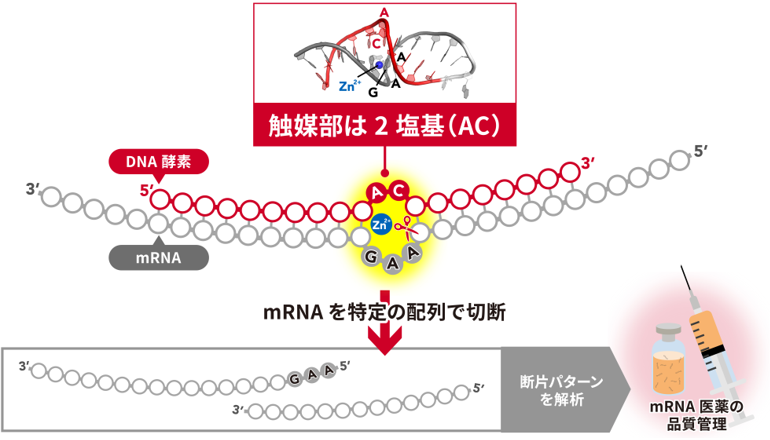 わずか2塩基でRNA切断を触媒する世界最小DNA酵素～立体構造解析で亜鉛イオンの配位によるRNA加水分解メカニズムを解明～