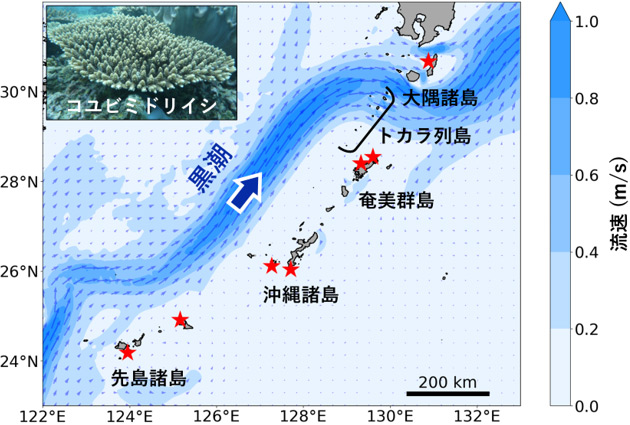 サンゴ礁の島々をつなぐ中核となるサンゴ個体供給源を推定 －集団遺伝解析と黒潮海流モデルによる海洋のエコロジカルネットワークの可視化－