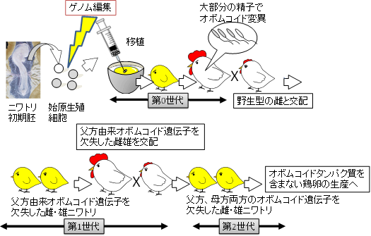 オボムコイド遺伝子を欠失したゲノム編集ニワトリの作製法の図