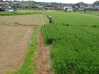 布田川断層帯の地表地震断層の写真