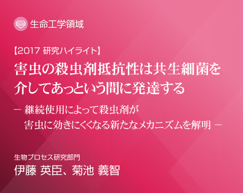 2017研究ハイライト 害虫の殺虫剤抵抗性は共生細菌を介してあっという間に発達する